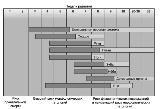 Table age periods of child development.  Age periodization of human development