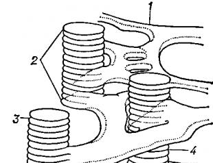 Plastids: types, structure and functions
