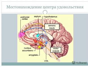Щастливи мозъчни центрове за удоволствие и наказание в мозъка