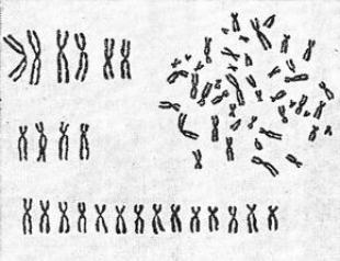 Chromosomal abnormalities in hematology - classification General information about animal chromosomes
