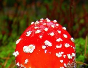 The most interesting facts about mushrooms