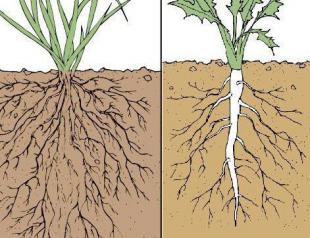 Интересни факти за корените на растенията Центрове за отглеждане на растения