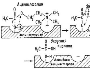 El mecanismo de acción de las enzimas (usando el ejemplo de la enzima colinesterasa) Fundamentos teóricos de los libros de texto de bioquímica.